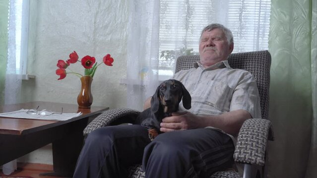 Old man is rocking on rocking chair and holding his beloved pet in his arms. Small dachshund puppy is sitting in arms of elderly owner on chair, front of TV. Zootherapy for elderly in nursing home.
