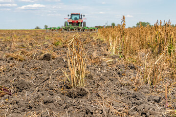 Wilting Butterweed weed after herbicide spraying in farm field with tractor and cultivator. Weed...