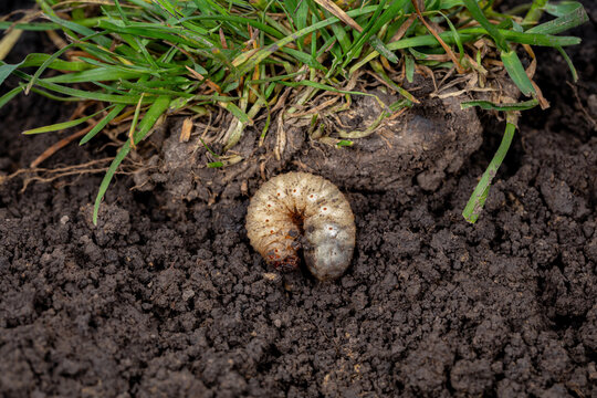 White lawn grub in soil with grass. Lawncare, insect and pest control concept.