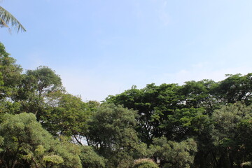 trees on sky horizon