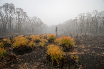 Button grasses in the fog, regenerating after the 2019 bushfires in the Bunyip state park, Victoria Australia