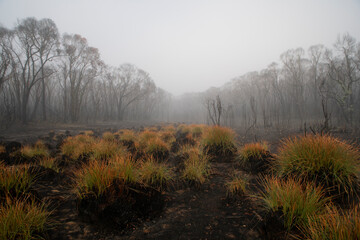 Obraz na płótnie Canvas Regenerating Button grasses in the fog, after a bushfire.
