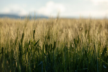 Wheat ears at field. Wheatear agriculture growing, cereal farming, natural countryside, climat change, hunger concept food industry background