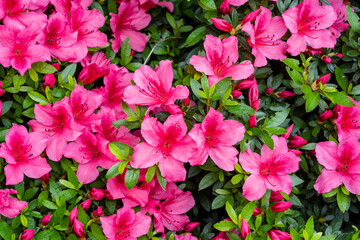 ツツジが最盛期