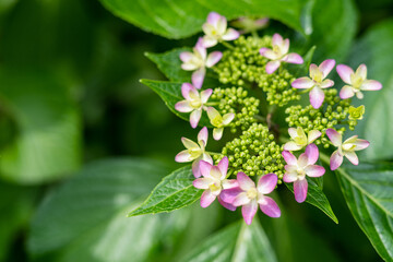 紫陽花が咲きそう