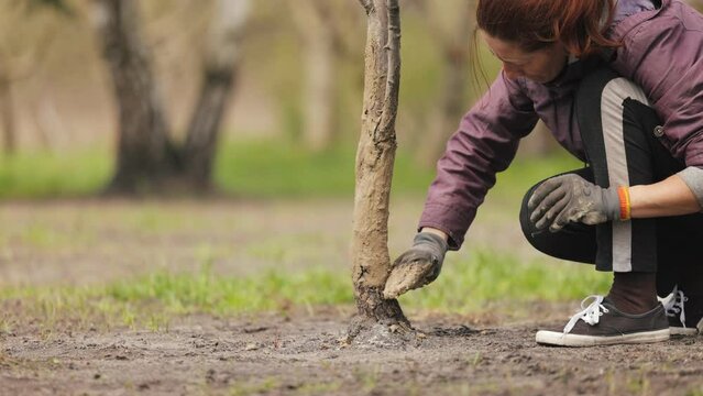 Adult caucasian woman performing treatment of bark detachments in home garden. Concentrated hardworking female covering unprotected areas with homemade putty.