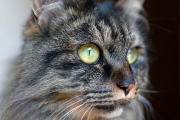見つめる猫。アメリカンショートヘアのミックスのネコ。雑種。かわいい
