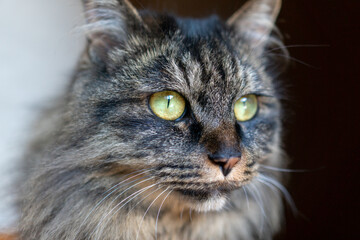 Naklejka na ściany i meble 見つめる猫。アメリカンショートヘアのミックスのネコ。雑種。かわいい