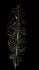 Wet feather showing strange textures details and abstract shapes and patterns