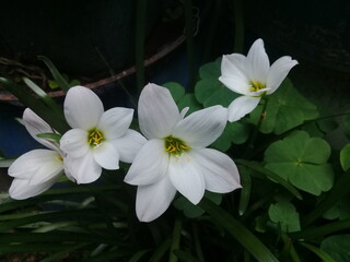 Flores de jard&iacute;n 