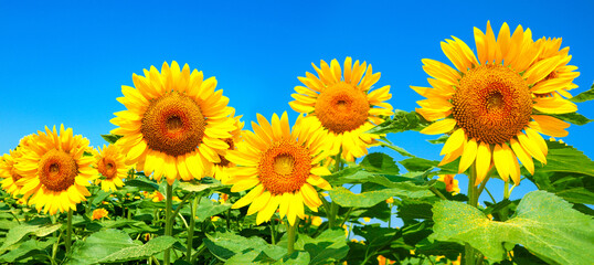 Image of sunflower field in full bloom