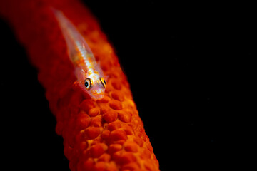A whip coral goby resting on a whip coral 