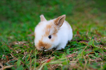 Fototapeta premium Cute little bunny holland lop sitting and playing on the meadow in the garden.