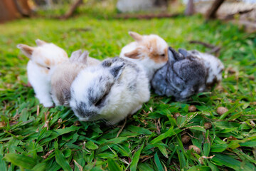 Group of cute little bunny holland lop sitting and playing on the meadow in the garden together.