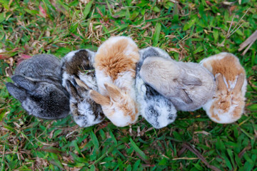 Group of cute little bunny holland lop sitting and playing on the meadow in the garden together.