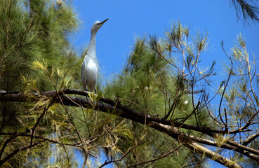 Egret (Ardea alba)