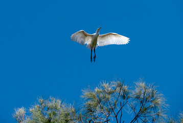 Egret (Ardea alba)