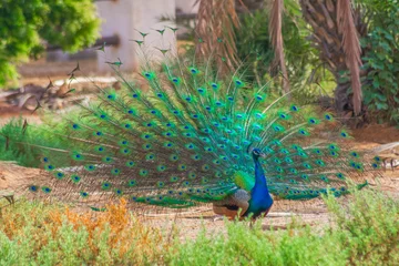 Fotobehang  peacock © Naushad