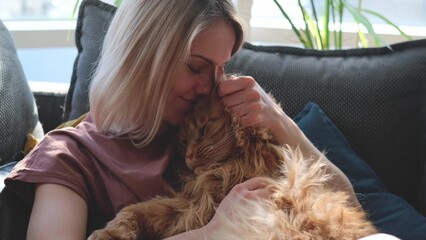 A woman is petting a ginger cat sitting on the couch. A large Maine Coon cat lies in the arms of a...