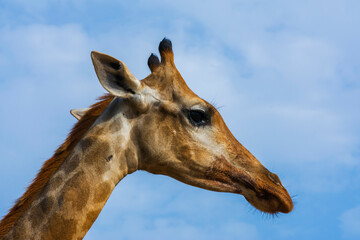Giraffe