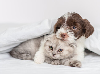 A small puppy of the Yorkshire terrier breed in black and white is hugging a gray Scottish breed kitten under a blanket on a bed at home. Puppy and kitten on the bed lying together