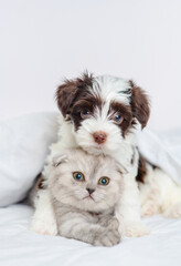 Small puppy of Yorkshire terrier breed in black and white hugging a gray kitten of Scottish breed...
