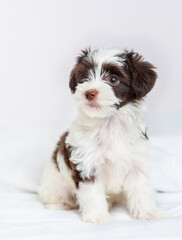 Small puppy of Yorkshire terrier breed in black and white color sitting on the bed at home