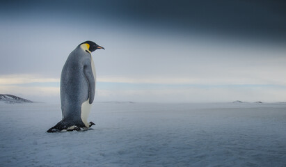 Obraz na płótnie Canvas Emperor Penguin Walking in Antarctica