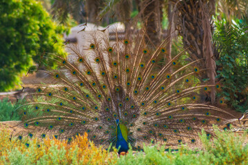 peacock