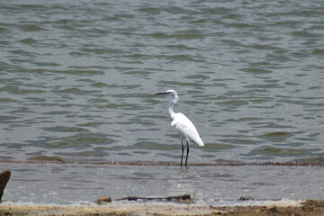 heron on the beach