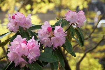 奈良の室生寺のシャクナゲ