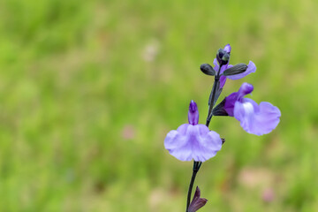 公園のマツバウラン © MTBS PHOTO