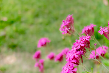 Obraz premium 公園のムシトリナデシコ