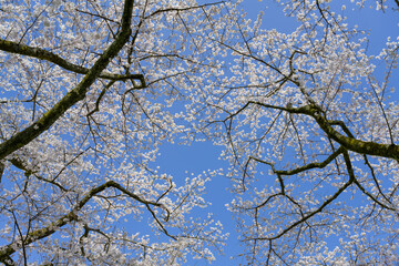 静岡県駿東郡小山町　富士霊園の桜並木
