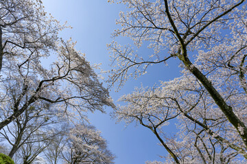 静岡県駿東郡小山町　富士霊園の桜並木
