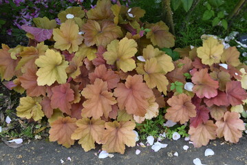 Heuchera sanguinea leaves. Saxifragaceae evergreen perennial plants. It is popular as a color leaf plant for flower beds and group planting.