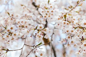 봄에 활짝 핀 벛꽃 사진