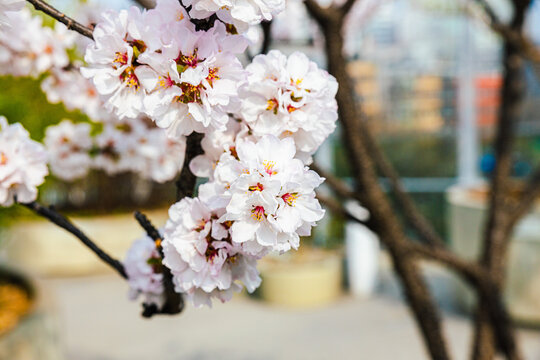 봄에 활짝 핀 벛꽃 사진