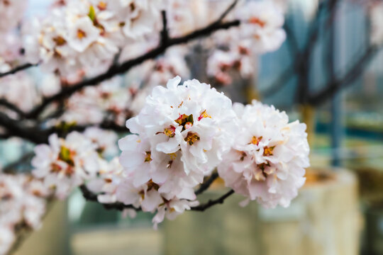 봄에 활짝 핀 벛꽃 사진