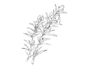 花が咲いているローズマリーの線画