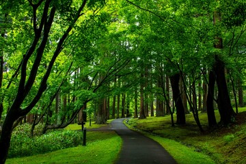 木立の中の散歩道