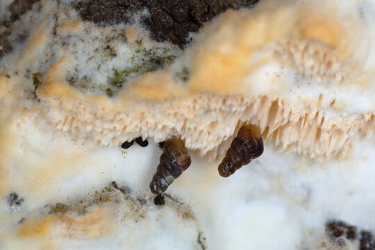 Doors snails, Clausiliidae on fungi