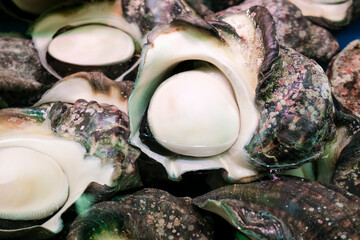 沖縄で食用にされる夜光貝