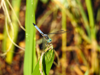 dragonfly on a blade