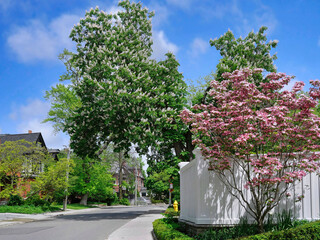 Residential street with flowering trees in spring, chestnut and pink dogwood