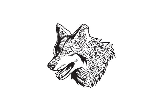 Wolf head in line art style design. Use it for logo, stump, poster or package design.