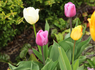 Beautiful bouquet of tulips in the garden