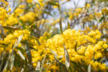 Yellow mimosa blossom flowers tree
