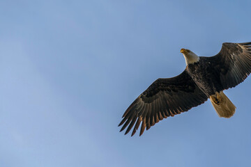 bald eagle in flight