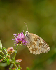 Mariposa parada sobre una flor en el atardecer 
